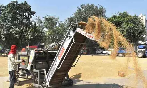 Basmati की कीमतों में 1,500 रुपये प्रति क्विंटल की गिरावट से किसानों को नुकसान
