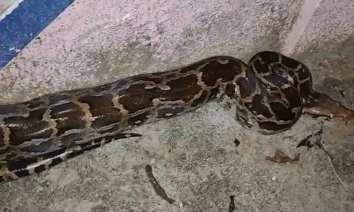 Ganjam में छह फुट का अजगर पकड़ा गया