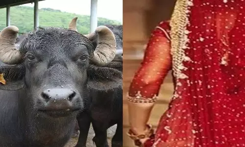 MP : दहेज में भैंस न लाने पर ससुराल वालों ने नवविवाहित महिला को प्रताड़ित किया MP : दहेज में भैंस न लाने पर ससुराल वालों ने नवविवाहित महिला को प्रताड़ित किया