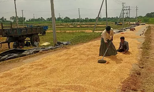 लोबिया के दाम में गिरावट: किसान परेशान