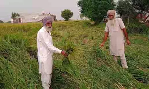 Punjab: केंद्रीय टीम ने नमूने एकत्र किए, फीके धान के मामले में ढील की संभावना Punjab: केंद्रीय टीम ने नमूने एकत्र किए, फीके धान के मामले में ढील की संभावना