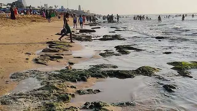 समुद्र के कम होते ही थिरुचेंदूर अरुलमिगु सुब्रमण्यम स्वामी मंदिर के पास काई वाली चट्टानें दिखाई समुद्र के कम होते ही थिरुचेंदूर अरुलमिगु सुब्रमण्यम स्वामी मंदिर के पास काई वाली चट्टानें दिखाई
