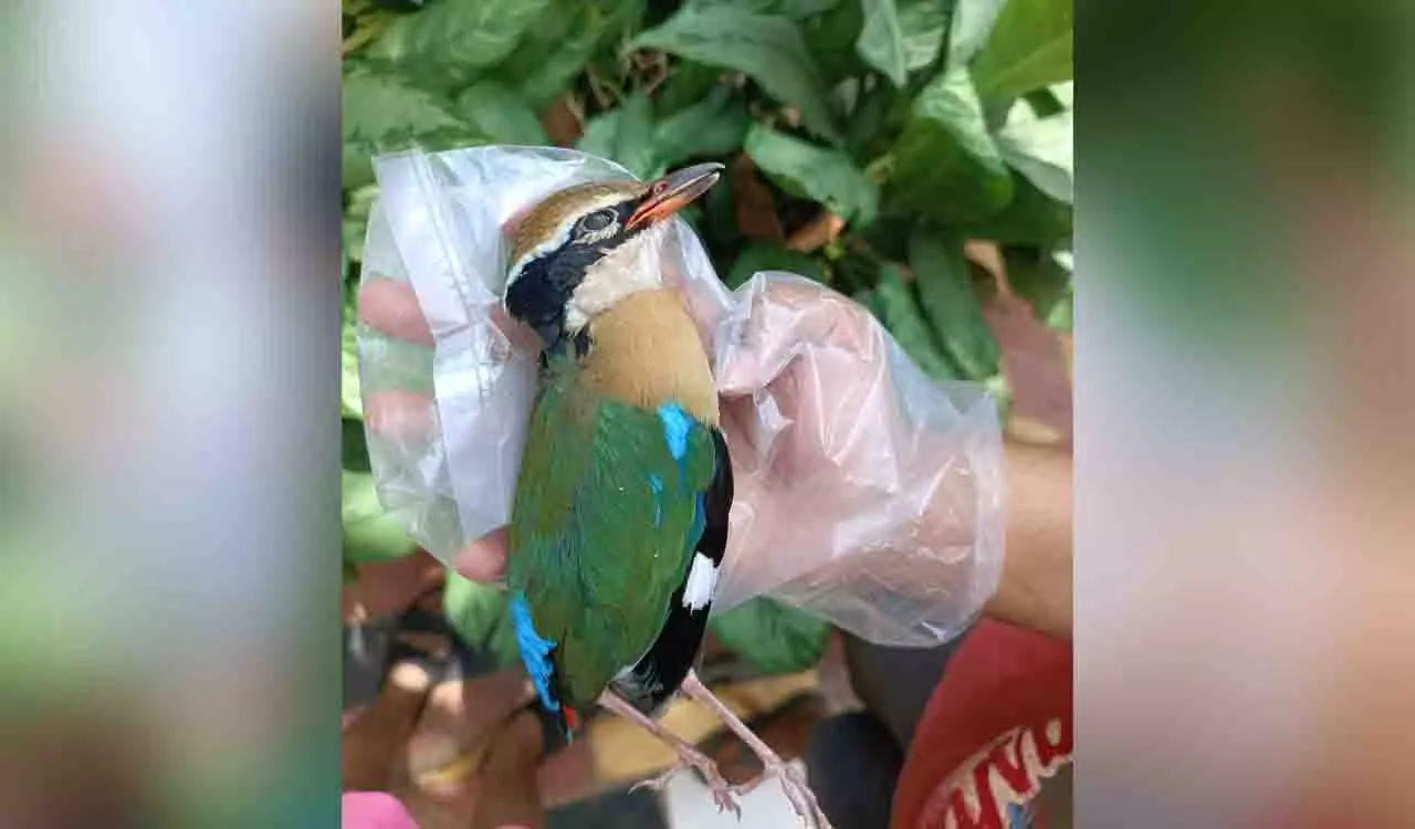 भारतीय Pitta का प्रवास दुखद हो गया, पक्षी शहरों में ऊंची इमारतों के शीशे के अग्रभागों से टकरा गए भारतीय Pitta का प्रवास दुखद हो गया, पक्षी शहरों में ऊंची इमारतों के शीशे के अग्रभागों से टकरा गए