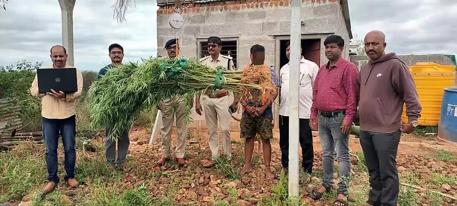 Shivamogga : डिंडादहल्ली में 28 गांजे के पौधे जब्त, एक गिरफ्तार Shivamogga : डिंडादहल्ली में 28 गांजे के पौधे जब्त, एक गिरफ्तार
