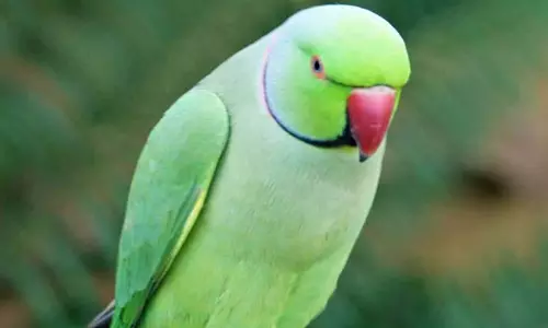 तोते के उड़ जाने पर भाइयों के बीच मारपीट, चले डंडे और हाथ-पैर