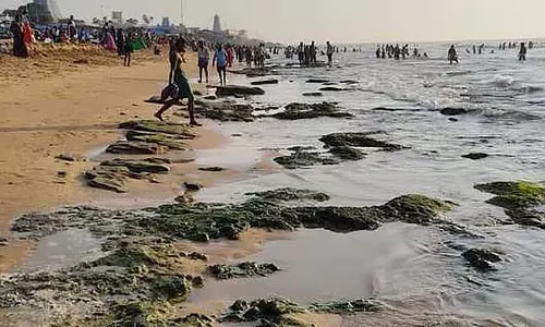 समुद्र के कम होते ही थिरुचेंदूर अरुलमिगु सुब्रमण्यम स्वामी मंदिर के पास काई वाली चट्टानें दिखाई
