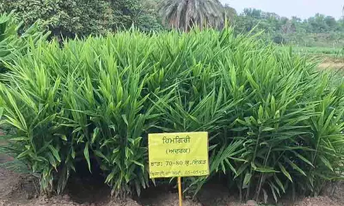 कंडी के उत्पादकों के लिए वरदान, PAU ने 7 साल के शोध के बाद अदरक की खेती का मॉडल विकसित किया कंडी के उत्पादकों के लिए वरदान, PAU ने 7 साल के शोध के बाद अदरक की खेती का मॉडल विकसित किया