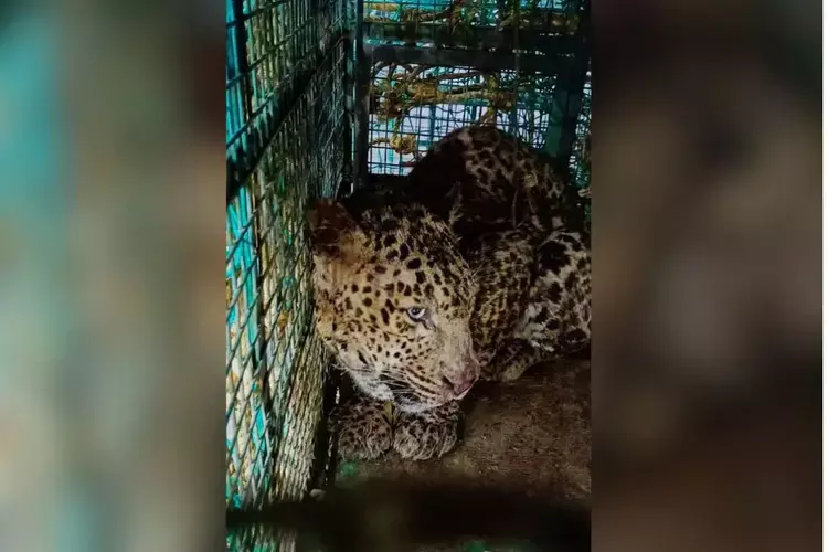 Kerala के कूडारांजी में कुएं में गिरे तेंदुए को बचाया गया जंगल में छोड़ा जाएगा Kerala के कूडारांजी में कुएं में गिरे तेंदुए को बचाया गया जंगल में छोड़ा जाएगा
