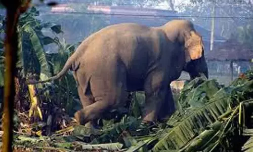 Kerala : जंगली हाथियों ने कुलथुमनी में फसलें नष्ट कर दी