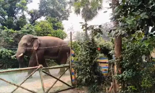 Odisha के मयूरभंज के मालिहाटा गांव में जंगली हाथी भटक गया