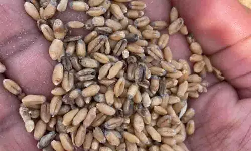 रबी सीजन के लिए जिले में सब्सिडी पर गेहूं का बीज उपलब्ध: Mohali DC