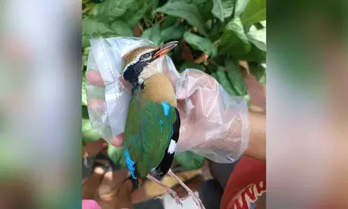 भारतीय Pitta का प्रवास दुखद हो गया, पक्षी शहरों में ऊंची इमारतों के शीशे के अग्रभागों से टकरा गए भारतीय Pitta का प्रवास दुखद हो गया, पक्षी शहरों में ऊंची इमारतों के शीशे के अग्रभागों से टकरा गए