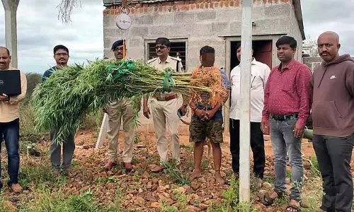 Shivamogga : डिंडादहल्ली में 28 गांजे के पौधे जब्त, एक गिरफ्तार Shivamogga : डिंडादहल्ली में 28 गांजे के पौधे जब्त, एक गिरफ्तार