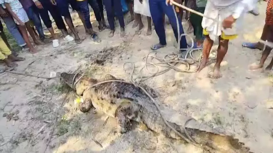 गांव में घुसा 16 फीट का मगरमच्छ, घरों में दुबके ग्रामीण, वन विभाग ने चलाया रेस्क्यू ऑपरेशन गांव में घुसा 16 फीट का मगरमच्छ, घरों में दुबके ग्रामीण, वन विभाग ने चलाया रेस्क्यू ऑपरेशन