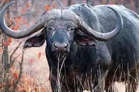Sheopur: भैंसों को पानी पिलाने गए किसान पर जंगली जानवर ने किया जानलेवा हमला Sheopur: भैंसों को पानी पिलाने गए किसान पर जंगली जानवर ने किया जानलेवा हमला