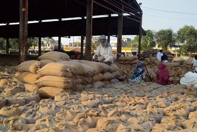 Haryana : करनाल की मंडियों में 2.33 लाख मीट्रिक टन की बढ़ोतरी Haryana : करनाल की मंडियों में 2.33 लाख मीट्रिक टन की बढ़ोतरी