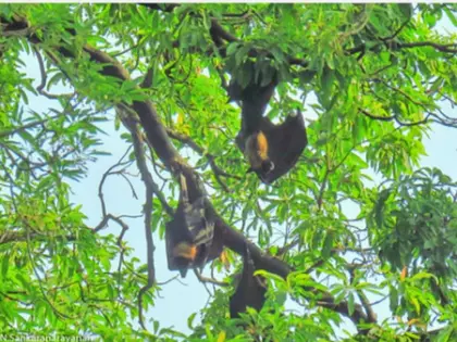 दिवाली पर पेराम्बुर में पवित्र चमगादड़ों की रक्षा के लिए मौन व्रत दिवाली पर पेराम्बुर में पवित्र चमगादड़ों की रक्षा के लिए मौन व्रत