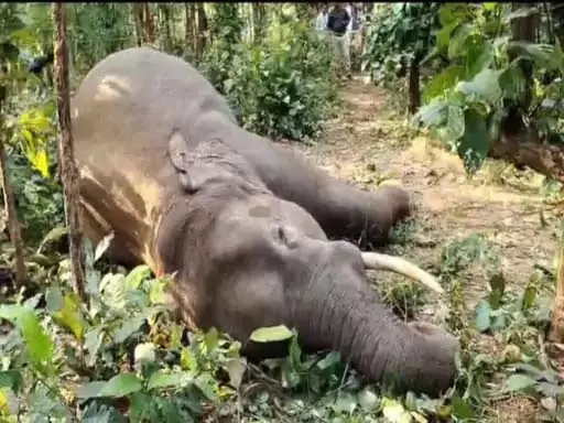 हाथी की करंट से मौत, खेत में लगाया गया था जंगली सुअर को मारने हाथी की करंट से मौत, खेत में लगाया गया था जंगली सुअर को मारने