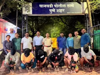 Wanawadi पुलिस ने अवैध मुर्गा लड़ाई गिरोह का भंडाफोड़ किया, छह गिरफ्तार Wanawadi पुलिस ने अवैध मुर्गा लड़ाई गिरोह का भंडाफोड़ किया, छह गिरफ्तार