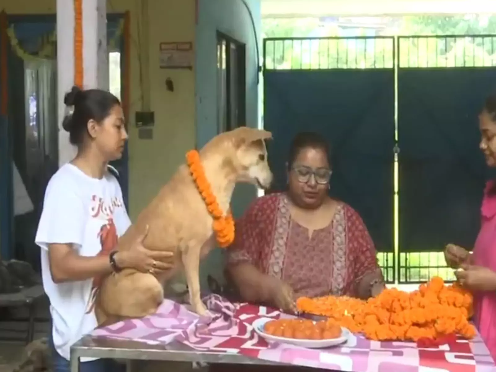 Siliguri: सिलीगुड़ी पशु कल्याण समूह ने मनाया कुकुर तिहार, आवारा कुत्तों की पूजा की Siliguri: सिलीगुड़ी पशु कल्याण समूह ने मनाया कुकुर तिहार, आवारा कुत्तों की पूजा की