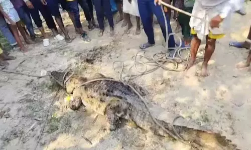 गांव में घुसा 16 फीट का मगरमच्छ, घरों में दुबके ग्रामीण, वन विभाग ने चलाया रेस्क्यू ऑपरेशन