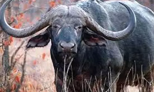 Sheopur: भैंसों को पानी पिलाने गए किसान पर जंगली जानवर ने किया जानलेवा हमला