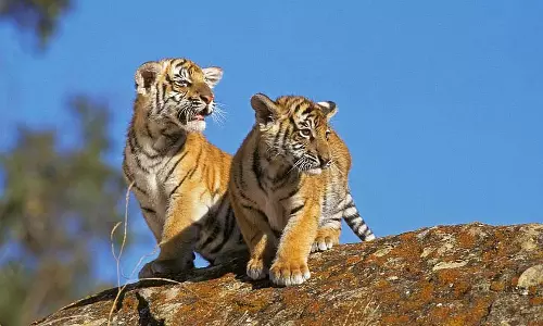 बांदीपुर के वन अधिकारी NTCA की गाइडलाइंस के बावजूद बाघ के बच्चों को खाना खिला रहे है