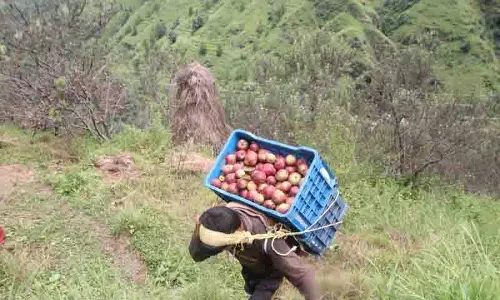 फसल कटाई के बाद, Himachal में बेहतर सेब उगाने का विज्ञान फसल कटाई के बाद, Himachal में बेहतर सेब उगाने का विज्ञान