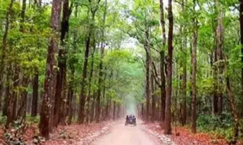 वन विज्ञान केंद्र : आदिवासियों और किसानों की आजीविका को मिलेगी नई उड़ान वन विज्ञान केंद्र : आदिवासियों और किसानों की आजीविका को मिलेगी नई उड़ान