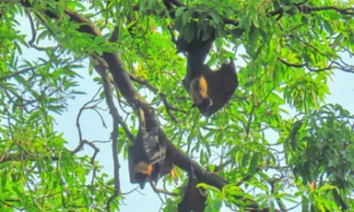दिवाली पर पेराम्बुर में पवित्र चमगादड़ों की रक्षा के लिए मौन व्रत