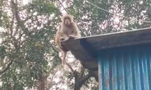 Odisha: क्योंझर में बंदर के उत्पात से 7 लोग घायल Odisha: क्योंझर में बंदर के उत्पात से 7 लोग घायल