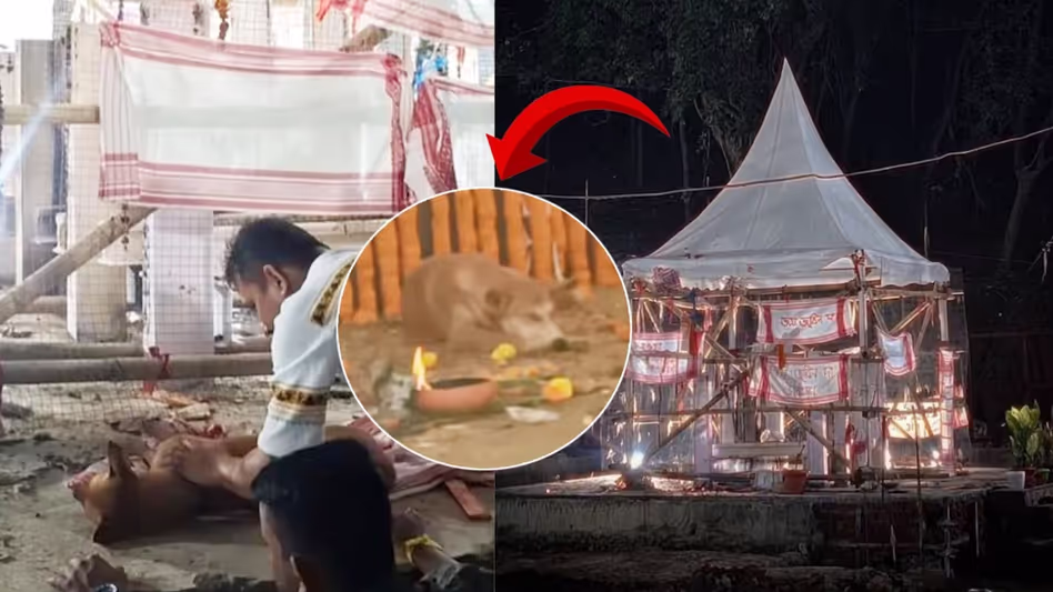 Assam :  माया ज़िंदा है ज़ुबीन के स्मारक स्थल पर वफ़ादार कुत्ता सुरक्षित