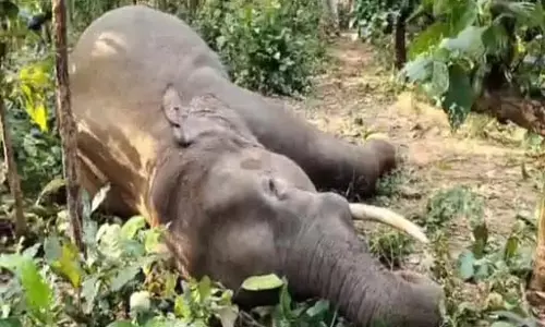 हाथी की करंट से मौत, खेत में लगाया गया था जंगली सुअर को मारने