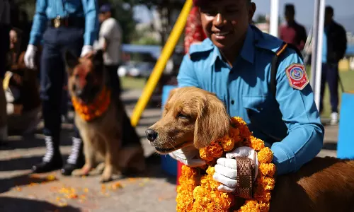 कुकुर तिहार: Nepal का अनोखा उत्सव, कुत्तों को मिलती है विशेष सम्मान