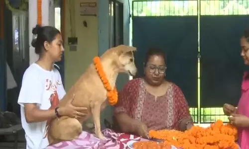 Siliguri: सिलीगुड़ी पशु कल्याण समूह ने मनाया कुकुर तिहार, आवारा कुत्तों की पूजा की