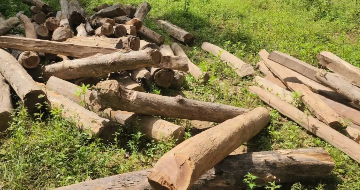 सागौन की कीमती लकड़ी जब्त, बीजापुर में अवैध भंडार मिला सागौन की कीमती लकड़ी जब्त, बीजापुर में अवैध भंडार मिला