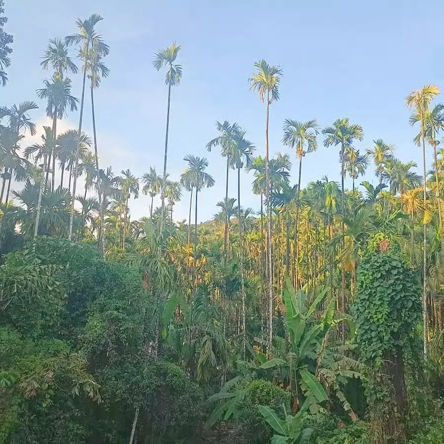 Shivamogga: जिले में सुपारी की खेती का एरिया 10 साल में तीन गुना बढ़ा Shivamogga: जिले में सुपारी की खेती का एरिया 10 साल में तीन गुना बढ़ा