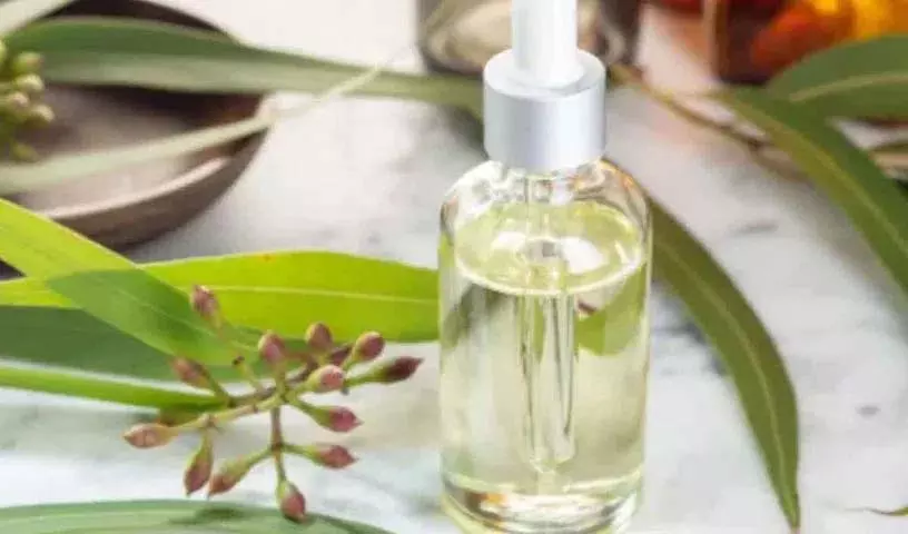 नीलगिरी के पत्तों और तेल का ऐसे करें इस्तेमाल.. मिलेंगे कई फायदे..! नीलगिरी के पत्तों और तेल का ऐसे करें इस्तेमाल.. मिलेंगे कई फायदे..!