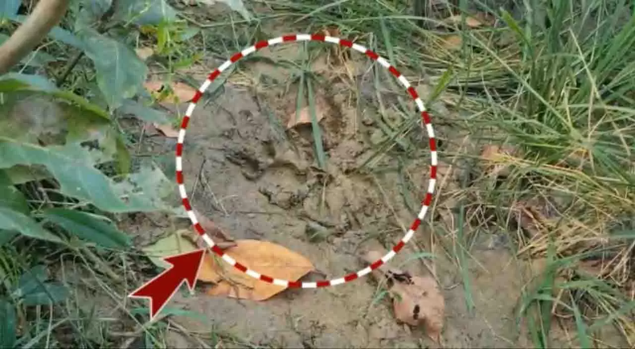 फसल कटाई के बीच गांव में तेंदुए की दस्तक, ग्रामीणों में भय का माहौल फसल कटाई के बीच गांव में तेंदुए की दस्तक, ग्रामीणों में भय का माहौल