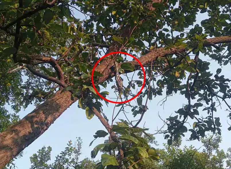 CG: एक महीने से लापता सुखसागर का जंगल में मिला नरकंकाल CG: एक महीने से लापता सुखसागर का जंगल में मिला नरकंकाल