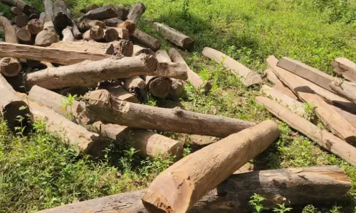 सागौन की कीमती लकड़ी जब्त, बीजापुर में अवैध भंडार मिला सागौन की कीमती लकड़ी जब्त, बीजापुर में अवैध भंडार मिला