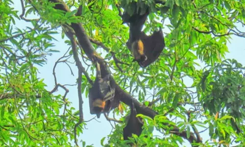 Perambur में दिवाली पर पवित्र चमगादड़ों की रक्षा के लिए मौन व्रत की परंपरा Perambur में दिवाली पर पवित्र चमगादड़ों की रक्षा के लिए मौन व्रत की परंपरा