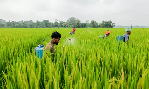 Assam-Meghalaya सीमा पर तनाव कम, शांति बैठक के बाद धान की कटाई शुरू
