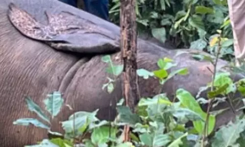 बीजेपी नेत्री के पति गिरफ्तार, हाथी की मौत मामले में कार्रवाई