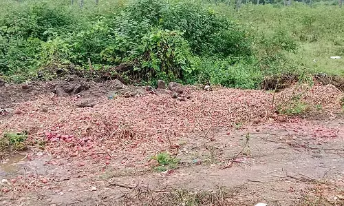Halebidu : प्याज़ सिर्फ़ ₹700 प्रति क्विंटल Halebidu : प्याज़ सिर्फ़ ₹700 प्रति क्विंटल