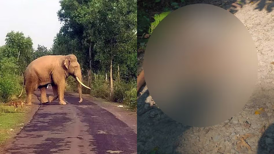 Arunachal : नामसांग में जंगली हाथियों ने दो ग्रामीणों को कुचलकर मार डाला Arunachal : नामसांग में जंगली हाथियों ने दो ग्रामीणों को कुचलकर मार डाला