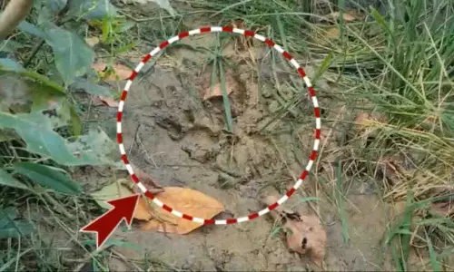 फसल कटाई के बीच गांव में तेंदुए की दस्तक, ग्रामीणों में भय का माहौल