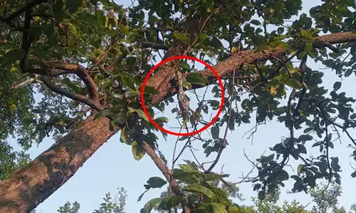 CG: एक महीने से लापता सुखसागर का जंगल में मिला नरकंकाल CG: एक महीने से लापता सुखसागर का जंगल में मिला नरकंकाल