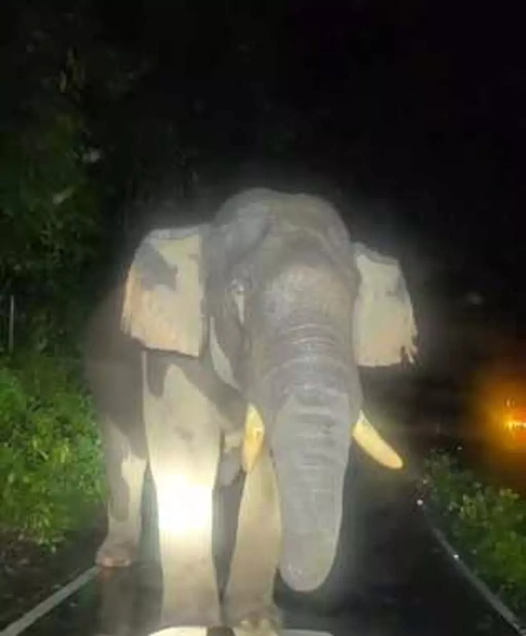 Tamil Nadu : सड़क पर खड़े हाथी ने 8 घंटे तक यातायात बाधित किया Tamil Nadu : सड़क पर खड़े हाथी ने 8 घंटे तक यातायात बाधित किया