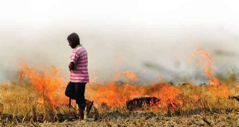 डीएम ने Rohtak में पराली जलाने पर प्रतिबंध लागू किया डीएम ने Rohtak में पराली जलाने पर प्रतिबंध लागू किया